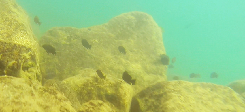 05 Cichlidea in Lake Nyasa, Lake Malawi